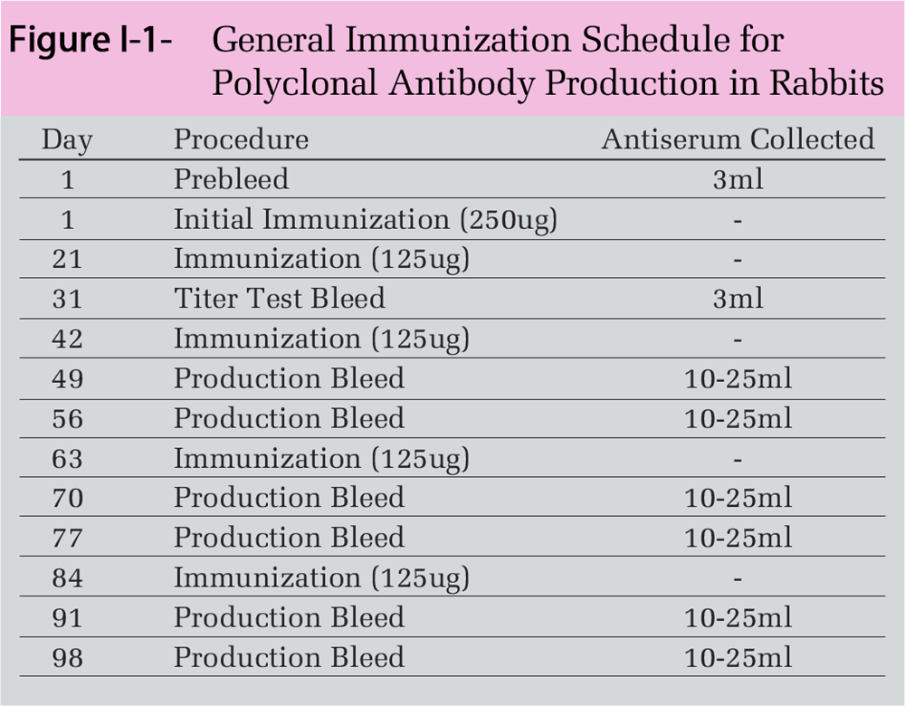 General Immunization Schedule for PAb Production in Rabbits